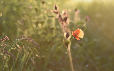Backlit poppy and meadow wildflowers glowing in summer sunset