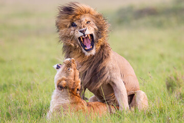 Lion and lioness mating in Masai Mara