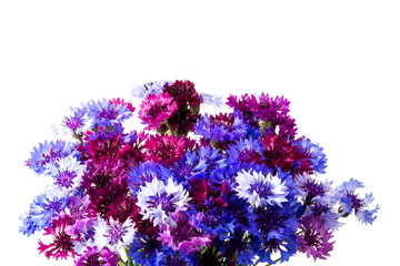 Bouquet of blue cornflowers isolated on white background. Space for text