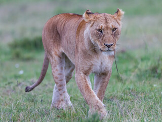 lion walking in Masai Mara