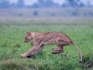 young lion jumping over a marsh pond in Masai Mara