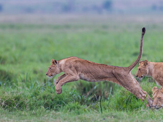 young lion jumping over a marsh pond in Masai Mara