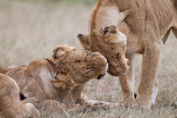 Lionesses socilaizing in Masai Mara