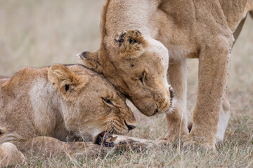 Lionesses socilaizing in Masai Mara