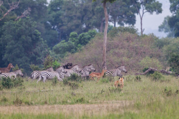 Lioness hunting and charging a group of herbivorous