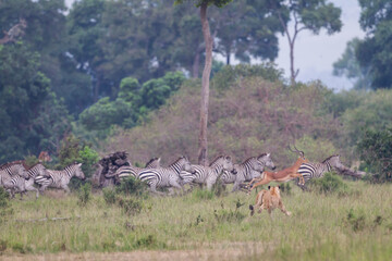 Lioness hunting and charging a group of herbivorous
