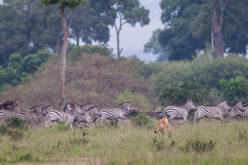 Lioness hunting and charging a group of herbivorous