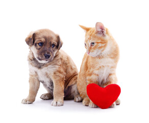 Fototapeta na wymiar Cat and dog with a toy heart.
