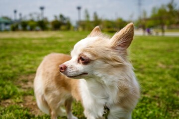 chihuahua in the grass