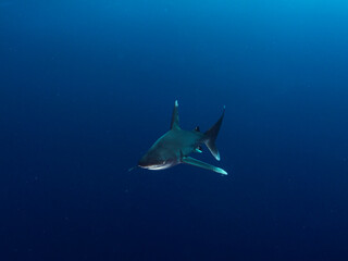 oceanic white tip shark investigating divers