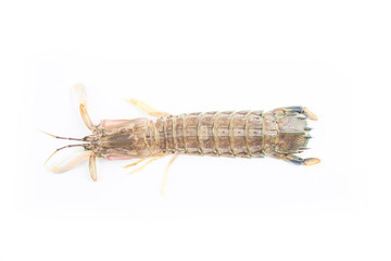 Fresh mantis shrimp on a white background