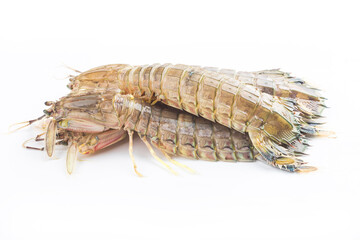 Fresh mantis shrimp on a white background