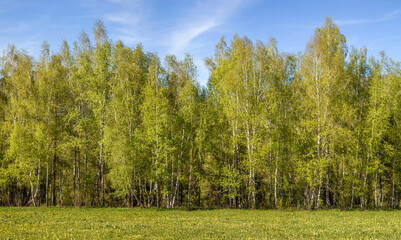 Obraz premium Birch tree against the blue sky, fresh spring foliage
