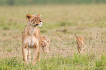 Lion cubs walking near their mother