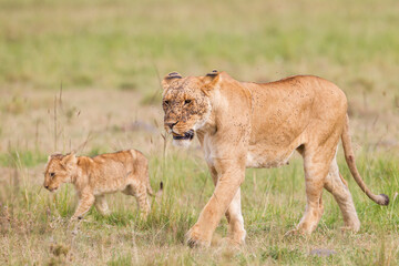 Fototapeta na wymiar Lion cubs walking near their mother