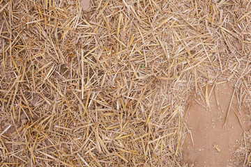 Chopped straw from grain harvest on soil as background