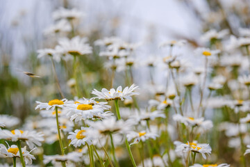 close up of a group of ox eye daisy