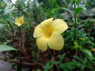 yellow flower