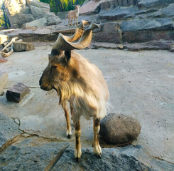 mountain goat front view with large horns close-up on a background of stones