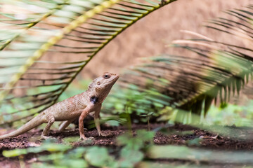Oriental Garden Lizard (Calotes versicolor) crawling in the garden