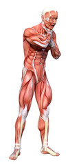 3D Rendering Male Anatomy Figure on White