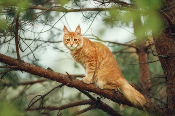 Naklejka na ściany i meble Red kitten Maine Coon sitting on a pine tree. In summer, domestic large cats catch birds in a tree. Image with selective focus, toning and noise effects.