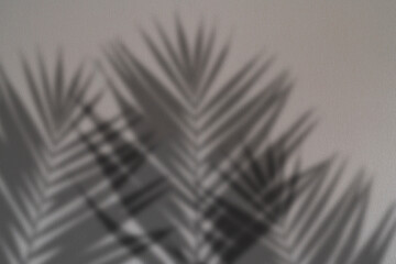 abstract wall with blurred shadows of plants and trees