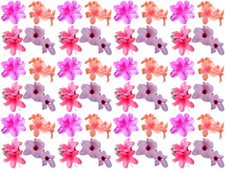 Floral pattern or Flower pattern with a white background. Beautiful flowers pattern.