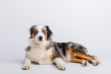 Fototapeta premium Australian Shepherd