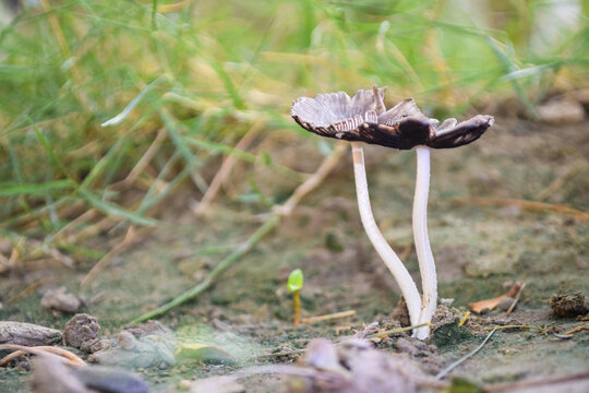 Beautiful closeup of forest mushrooms. Gathering mushrooms. Mushrooms photo, forest picture, forest flora nature background
