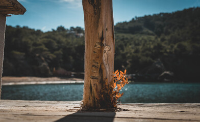 Plant with beach background
