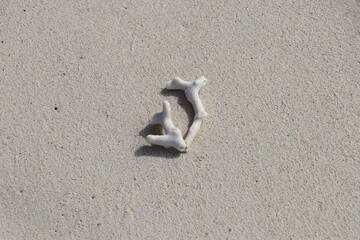 White coral on a sandy tropical beach, Philippines.