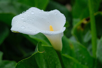 Gocce di pioggia su una calla in un giardino.