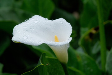 Gocce di pioggia su una calla in un giardino.