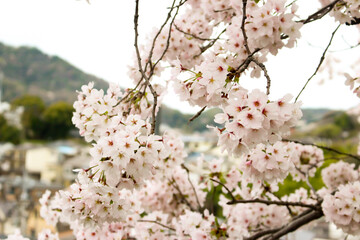 日本で咲いていた桜です。今年もきれいです。