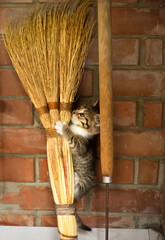 Vertical picture of one month old striped gray cat assistant for cleaning and sweeping room use...