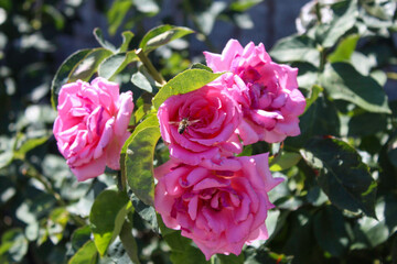 pink roses with bee