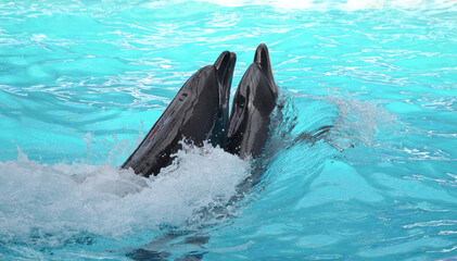 Fototapeta premium Couple of dolphins swimming in pool of the dolphinarium