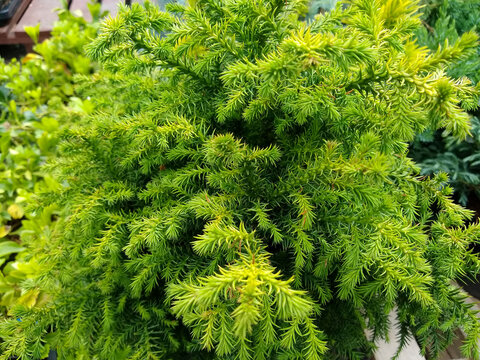 Cryptomeria japonica 'Vilmoriniana'
