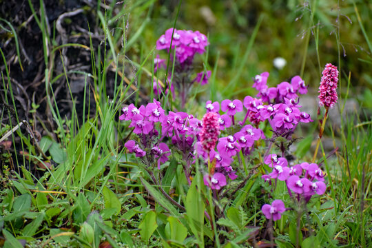 Pink Pedicularis punctata along with fleeceflower or knotweed. Monsoon trek to valley of flowers national park, a unesco world heritage site in Nanda devi biosphere Reserve, Uttarakhand,  India.