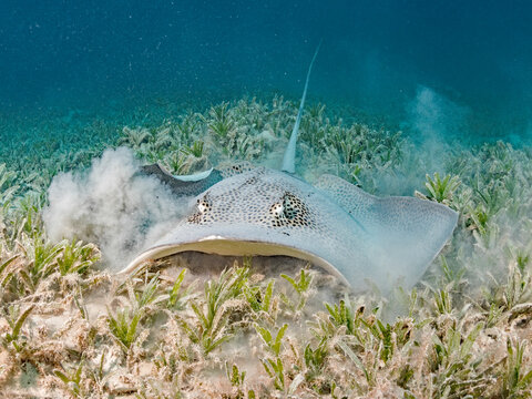leopard stingray searching for food