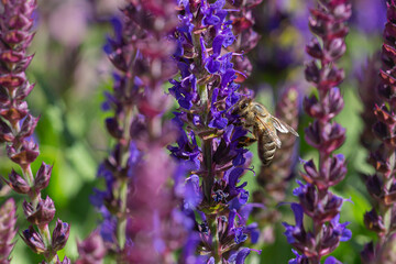 close-up of a honeybee harvesting on blue and purple sage blossoms with blurry background