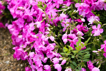 ピンクのお花が凛々しいです。