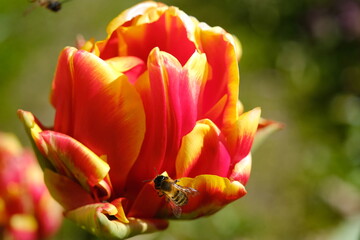 tulipe et abeille