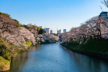 東京 春の千鳥ヶ淵 夕方