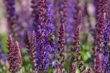 close-up of a honeybee harvesting on blue and purple sage blossoms with blurry background