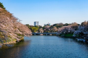 東京 春の千鳥ヶ淵 夕方