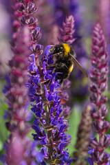 close-up of a bumblebee (bombus)  harvesting on blue and purple sage blossoms with blurry background