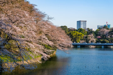 東京 春の千鳥ヶ淵 夕方