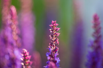 close-up of blue and purple sage blossoms with blurry background